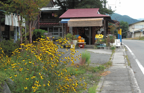 とうもろこし売店